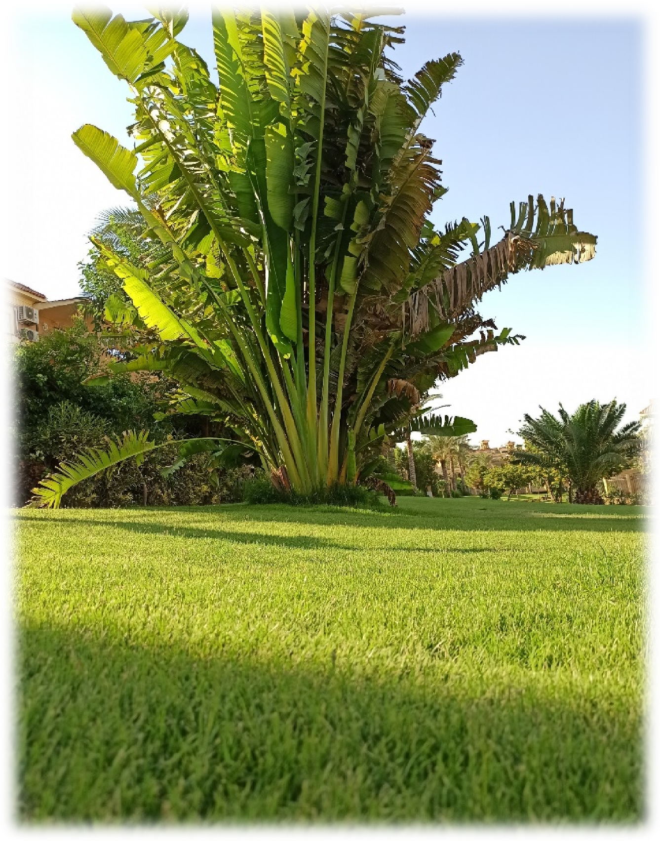 Les Rois landscaping detail
